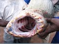 World's Largest Fish!!!