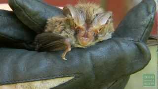Rafinesque's Big-eared Bat TPWD YouTube Channel