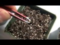 Sprouting And Transplanting Outdoor Medical Marijuana Seeds Lesson 5
