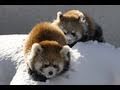 雪で遊ぶレッサーパンダ〜Red Panda playing in the snow