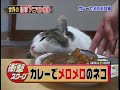 curry neko