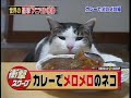 curry neko