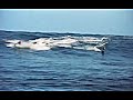 ASH Surf: Most Extreme Surf and Wipeouts