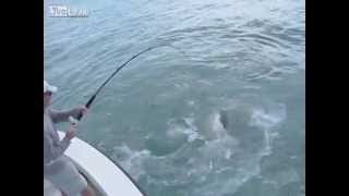 Sharks Attack and Eat Fisherman's Trophy Fish