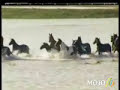 Video:seis mujeres a caballo salvan a 200 caballos aislados 2