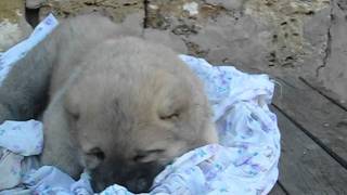 Щен кавказской овчарки