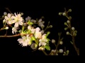 White Blossoms flowering time lapse
