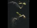 Arabidopsis Seed germination movie clip