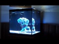 Reef Tank Overflow Styles and Plumbing Overview: part 1