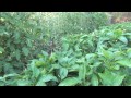 Peppers: 4 weeks after fertilizing