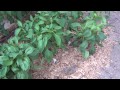 Peppers: 4 weeks after fertilizing