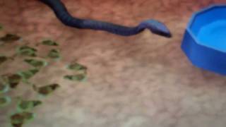 zoo tycoon 2 snakes