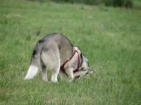 Pics Of Baby Huskies. My aby husky dog digging in the mudd
