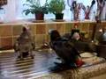 African Grey parrots are having a shower