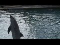 Mascot Flipper leaps out of - Ghosts of the Orange Bowl