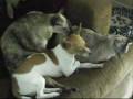 Two dogs and two cats: the good days Two dogs and two cats: the good days