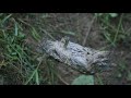 Bioblitz alle Bine