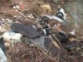 Aree degradate: Provincia e Vigili del Fuoco collaborano Aree degradate: Provincia e Vigili del Fuoco collaborano