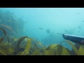 Chasse sous marine - Bretagne 2013