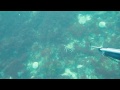 Chasse sous marine - Bretagne 2013
