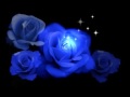 Blue Roses Pics - Pam Tillis - Blue Rose Is