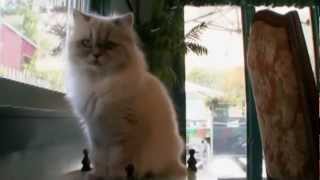 Гималайская кошка