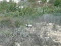 ראש בראש של כבש-בר| מיכל קנדל-טיולים