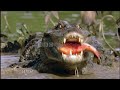 ANDES TO AMAZON IN HD FROM BBC MOTION GALLERY
