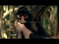 ANDES TO AMAZON IN HD FROM BBC MOTION GALLERY