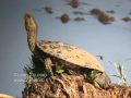 Caspian Pond Turtle - צב ביצות