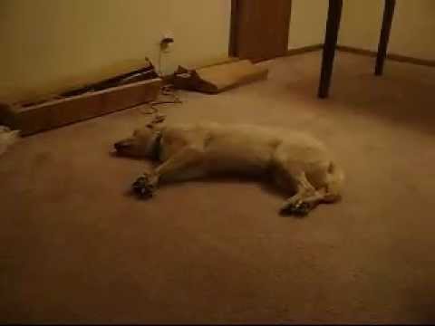 Bizkit the Sleep Walking Dog
