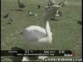 Funny Video Clips #3
