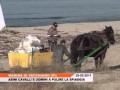26.2.2011 – Giornate della Natura 2011 - Uomini, asini e cavalli insieme per le dune