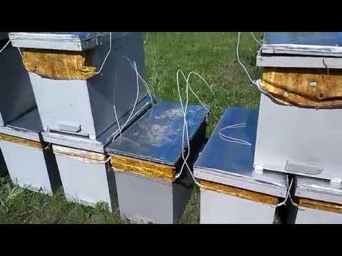 эффективные ловушки для ловли пчел эффективные ловушки для ловли пчел