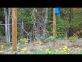 The Self-Sufficient Gardener Podcast Homestead Update OCT 2012