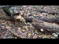 The Self-Sufficient Gardener Podcast Homestead Update OCT 2012