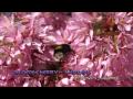Prunus okame flowering - Japanse sierkers