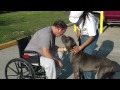Cane Corso Italian Mastiff