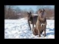 Cane Corso Italian Mastiff