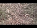 Amazing Otter Trapping Video Crossover sets with 220s!!