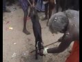 hijra festival