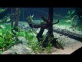 Myths of the Piranha - Largest Planted Tank in the world