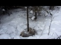 2012 - 2013 Trapping Season with Bob Bearman