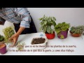 Plantas para atraer el dinero