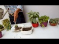 Plantas para atraer el dinero