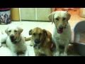 שבי. שבי. שבי שבייי - Sit Sit ...