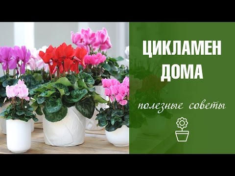 Как лечить цикламен в домашних условиях