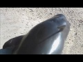 Stranded whales: Dozens of pilot whales beached in Florida national park