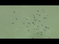 Stranded whales: Dozens of pilot whales beached in Florida national park