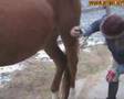 Коневодство: Чистка лошади - 4 - круп, нога